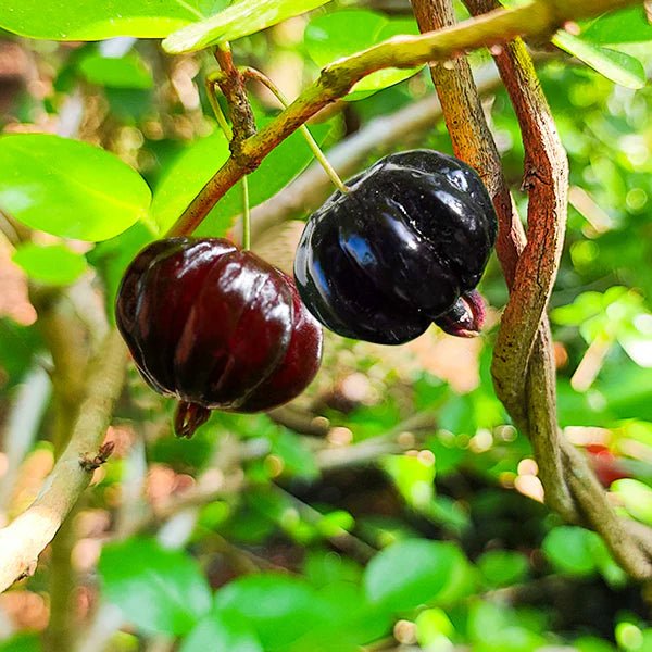 Brazil Cherry Black Beauty Grafted - Ladybird Nursery