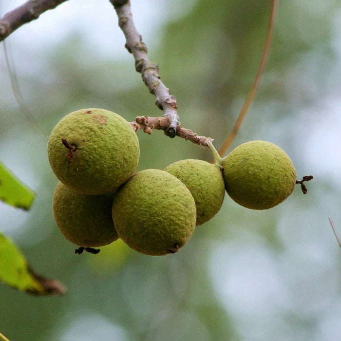 Black Walnut (Juglans nigra)