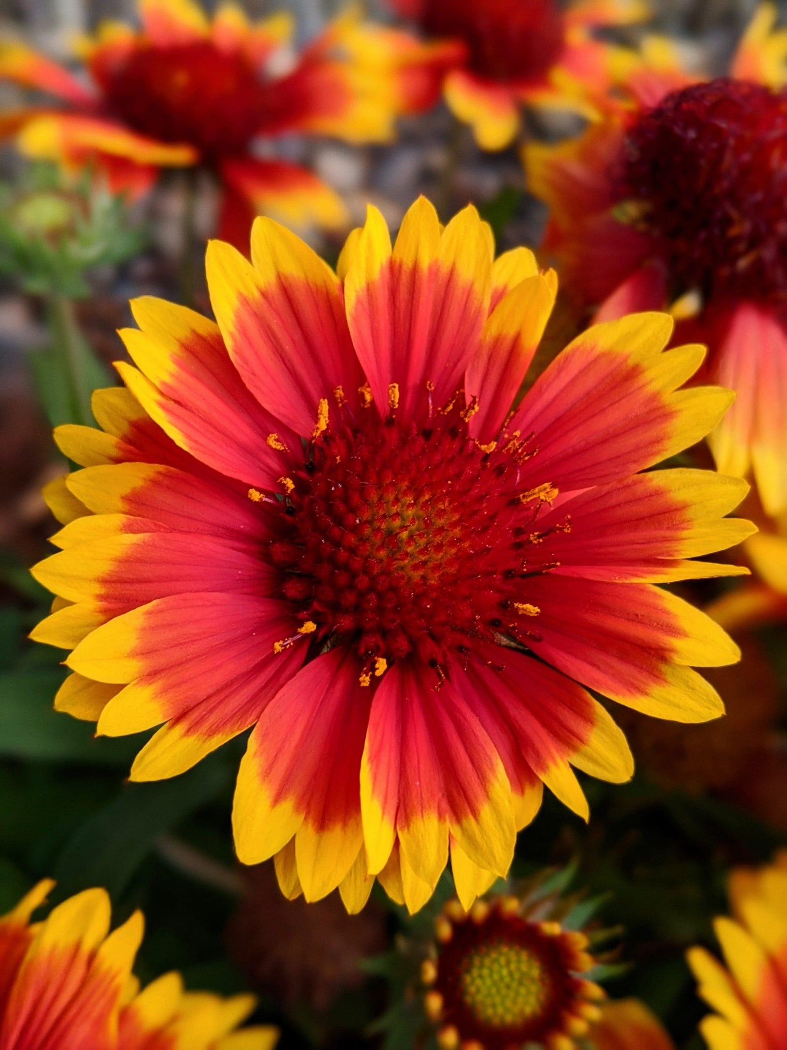 Blanket Flower (Gaillardia Goblin) - Ladybird Nursery