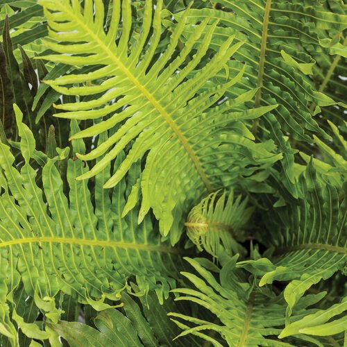 Silver Lady Fern 200mm (Blechnum gibbum) - Ladybird Nursery