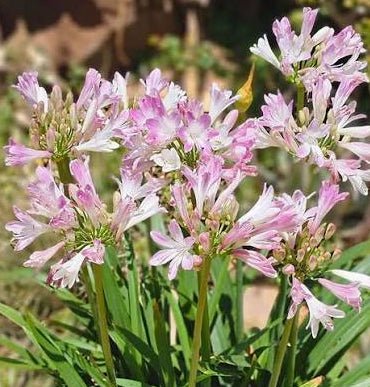 Agapanthus 'Blush Pink' - Ladybird Nursery