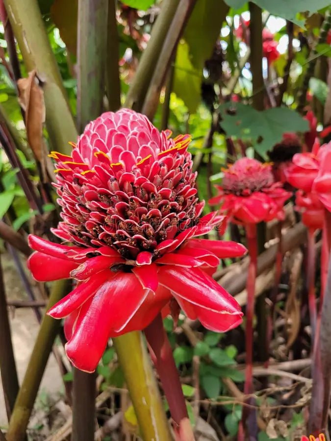 Torch Ginger ‘Bloody Mary' (Etlingera elatior) - Ladybird Nursery