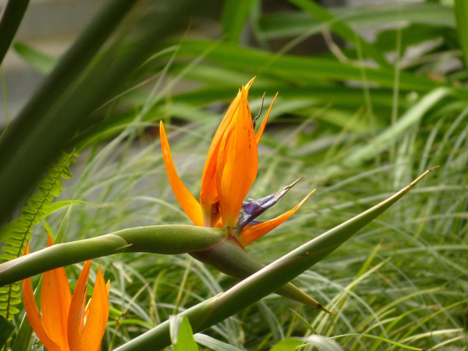 Bird of Paradise Mandelas Gold (Strelitzia reginae) - Ladybird Nursery