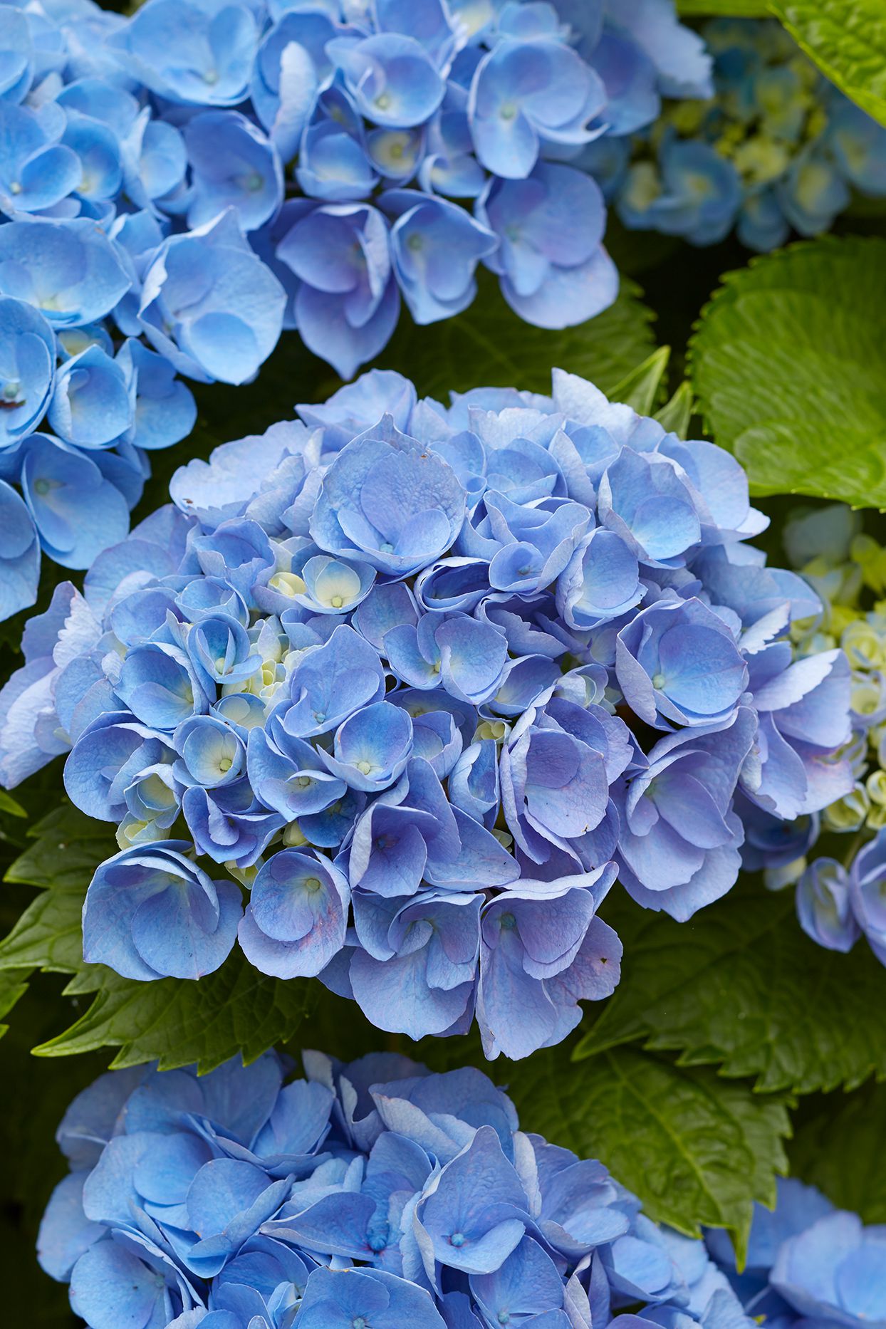 Hydrangea macrophylla (Blue Flowering Form) - Ladybird Nursery