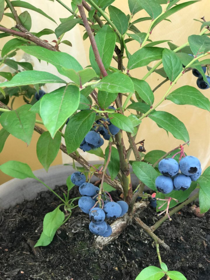 Blueberry Misty - Ladybird Nursery