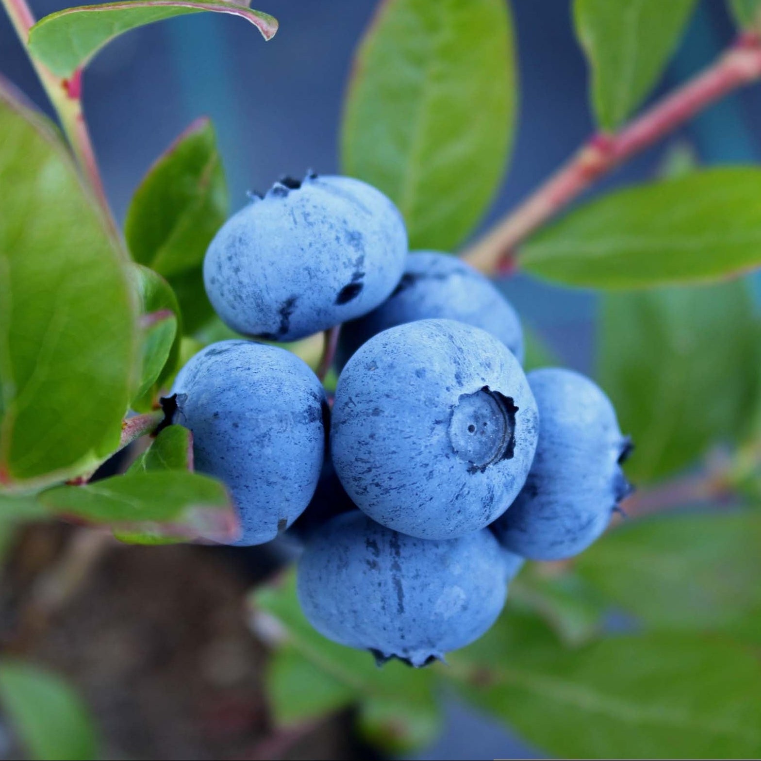 Blueberry 'Brightwell' - Ladybird Nursery