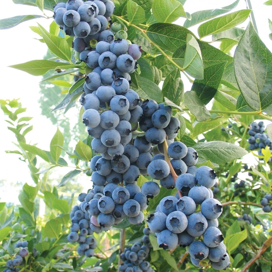 Blueberry Powder Blue - Ladybird Nursery