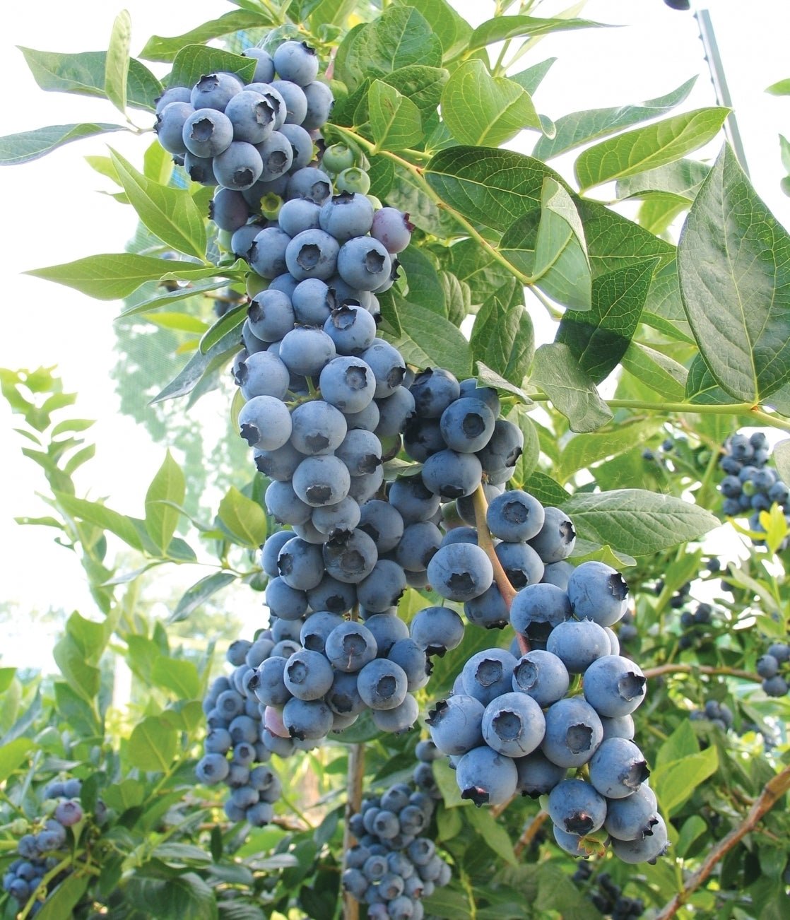 Blueberry Powder Blue 300mm pot (PICK UP ONLY) - Ladybird Nursery