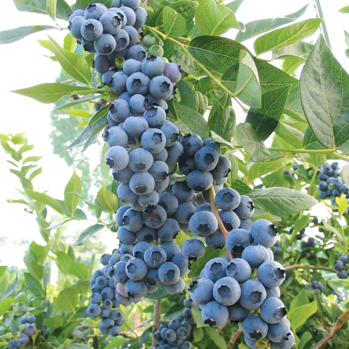 Blueberry Powder Blue 300mm pot (PICK UP ONLY) - Ladybird Nursery