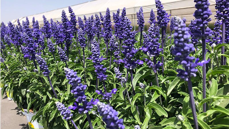 Salvia 'Blue Lagoon' (Salvia Sallyfun) - Ladybird Nursery
