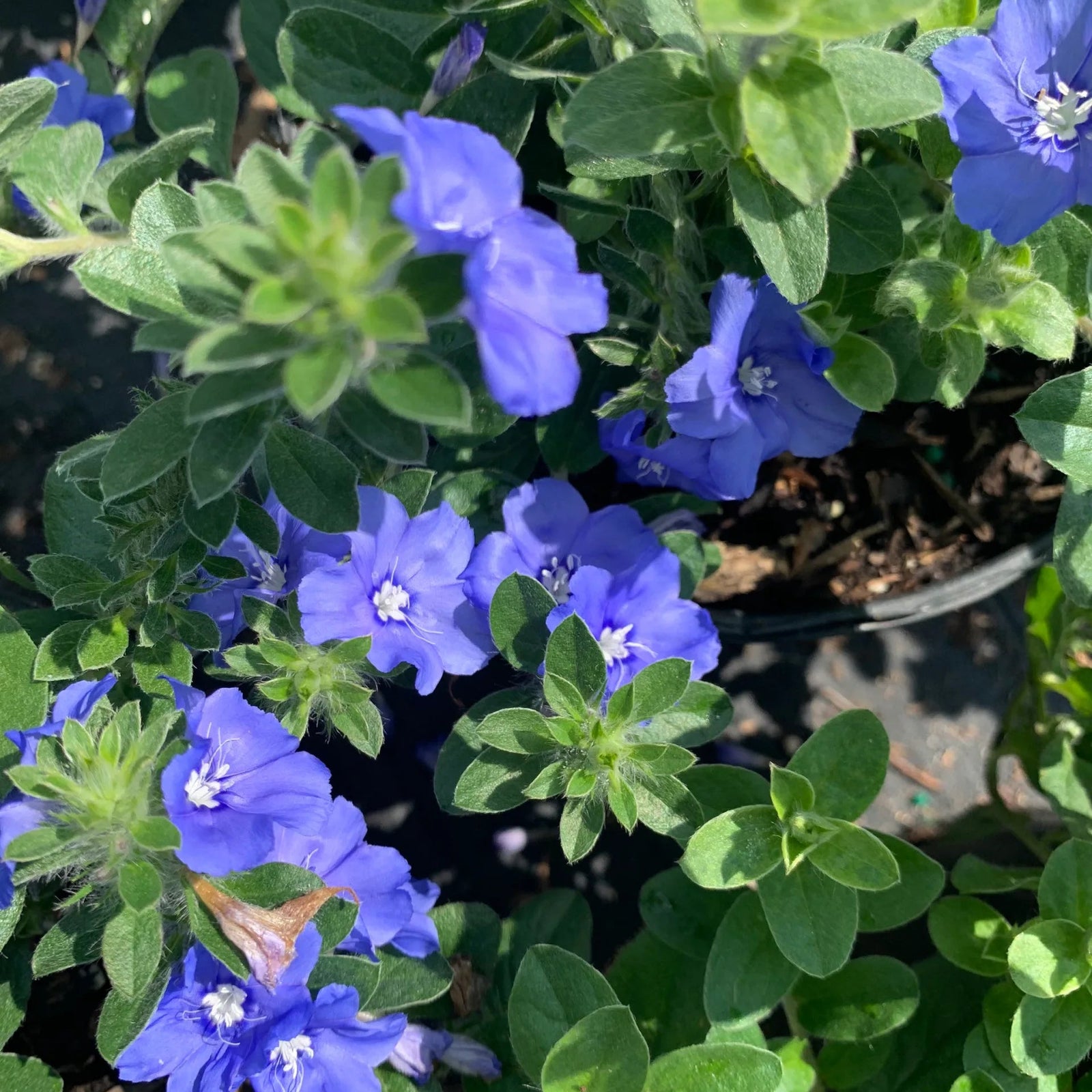 Blue Daze My Mind (Evolvulus Blue) - Ladybird Nursery