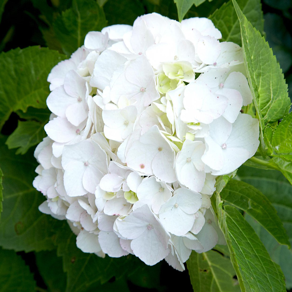 Hydrangea White (Hydrangea spp.) - Ladybird Nursery