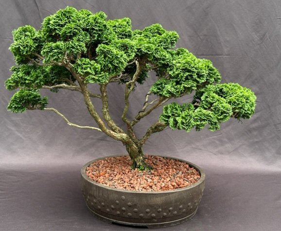 Shimpaku (Juniperus chinensis) - Bonsai starter - Ladybird Nursery
