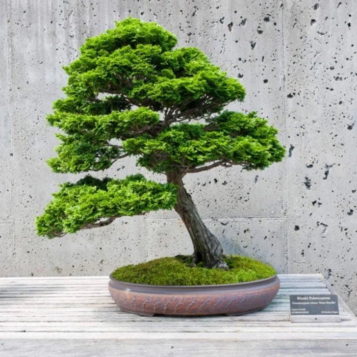 Hinoki Cypress Kosterii (Chamaecyparis obtusa) - Bonsai starter - Ladybird Nursery