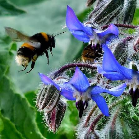 Borage (Borago officinalis)