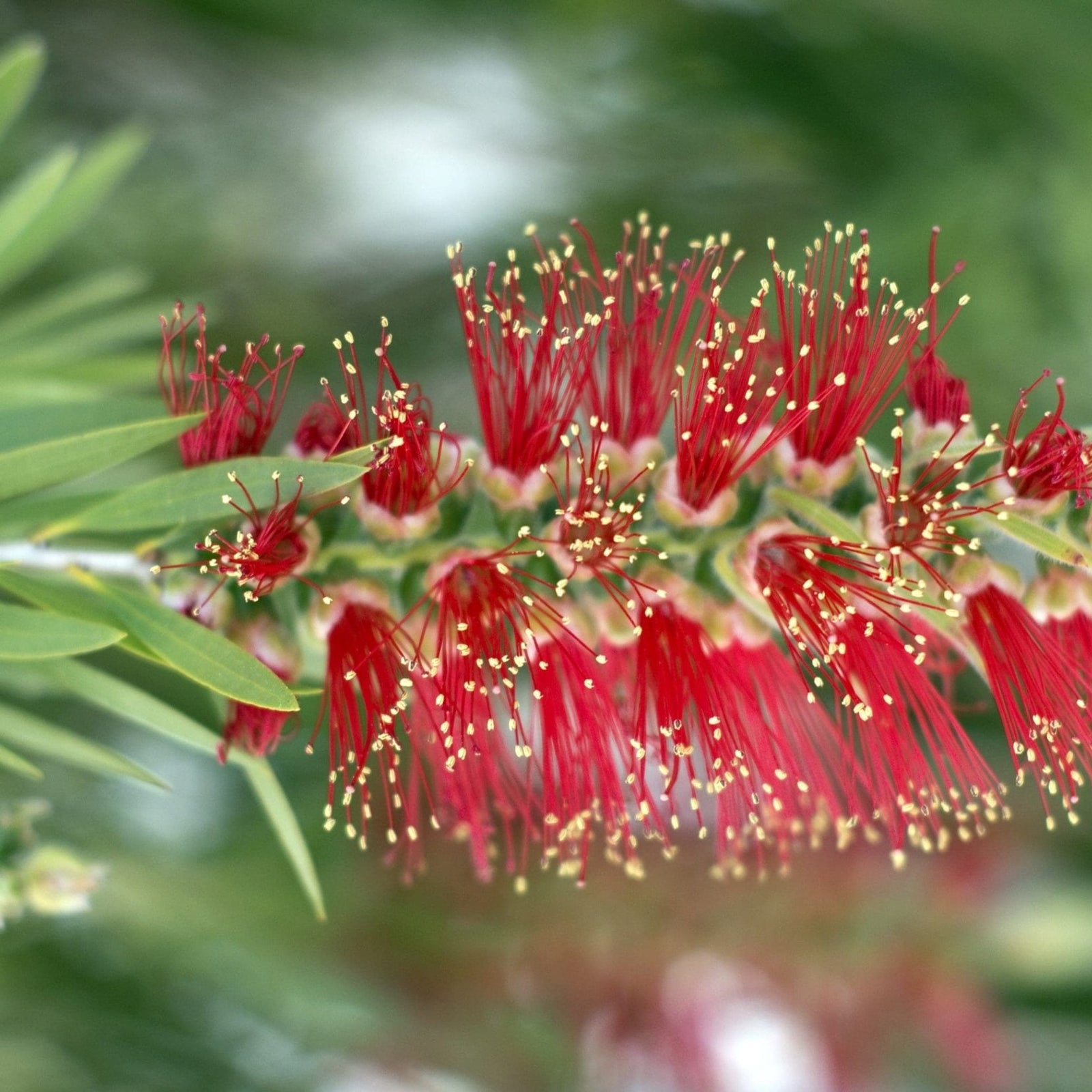 Bottlebrush Endeavour (Callistemon citrinus) - Ladybird Nursery