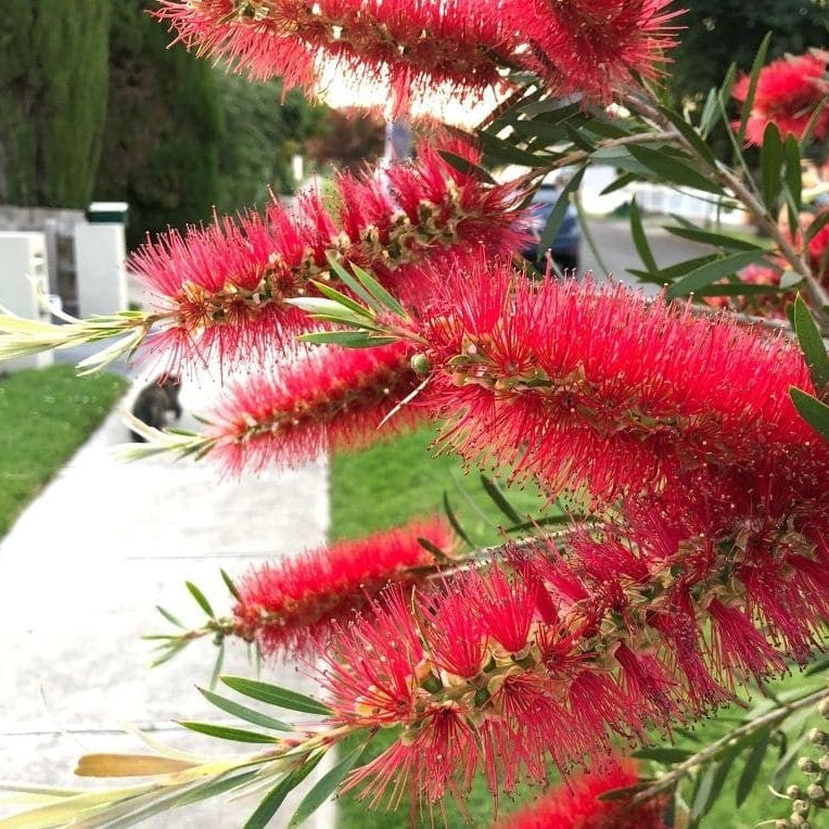 Bottlebrush (Callistemon Hinchinbrook) - Ladybird Nursery