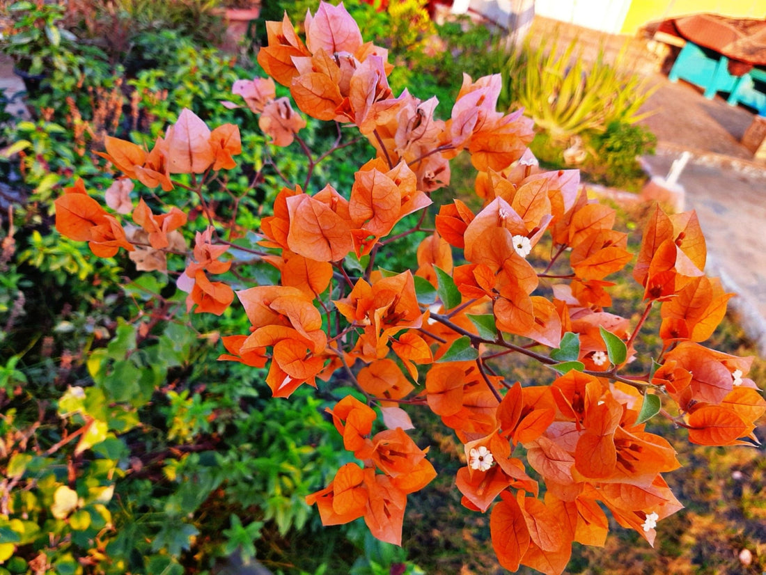 Bougainvillea Bengal Orange (Bougainvillea glabra) - Ladybird Nursery