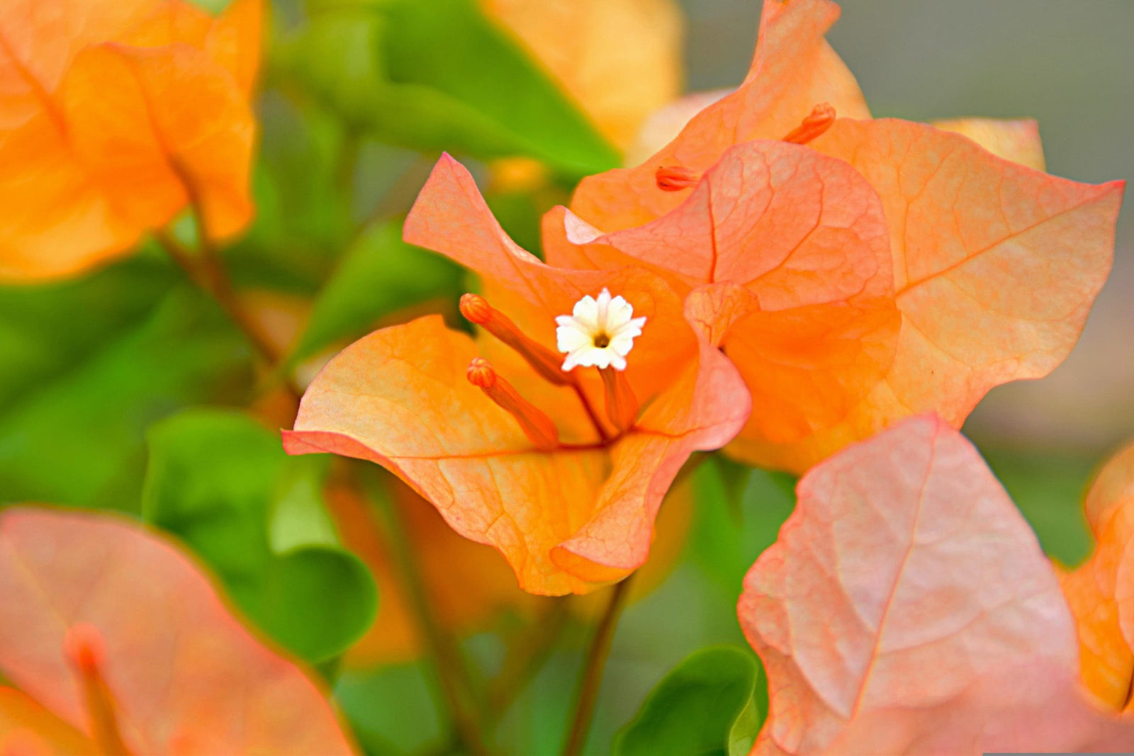 Bougainvillea Bengal Orange (Bougainvillea glabra) - Ladybird Nursery