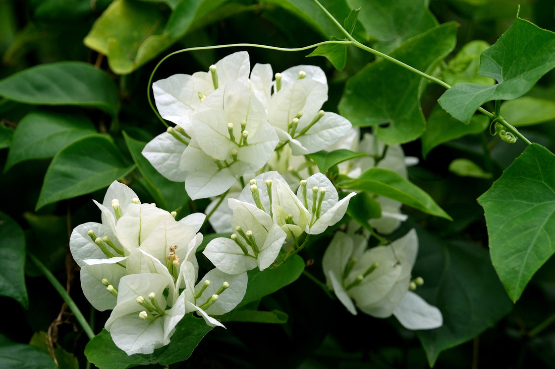 Beesnees Bougainvillea (Bougainvillea Bambino™) - Ladybird Nursery