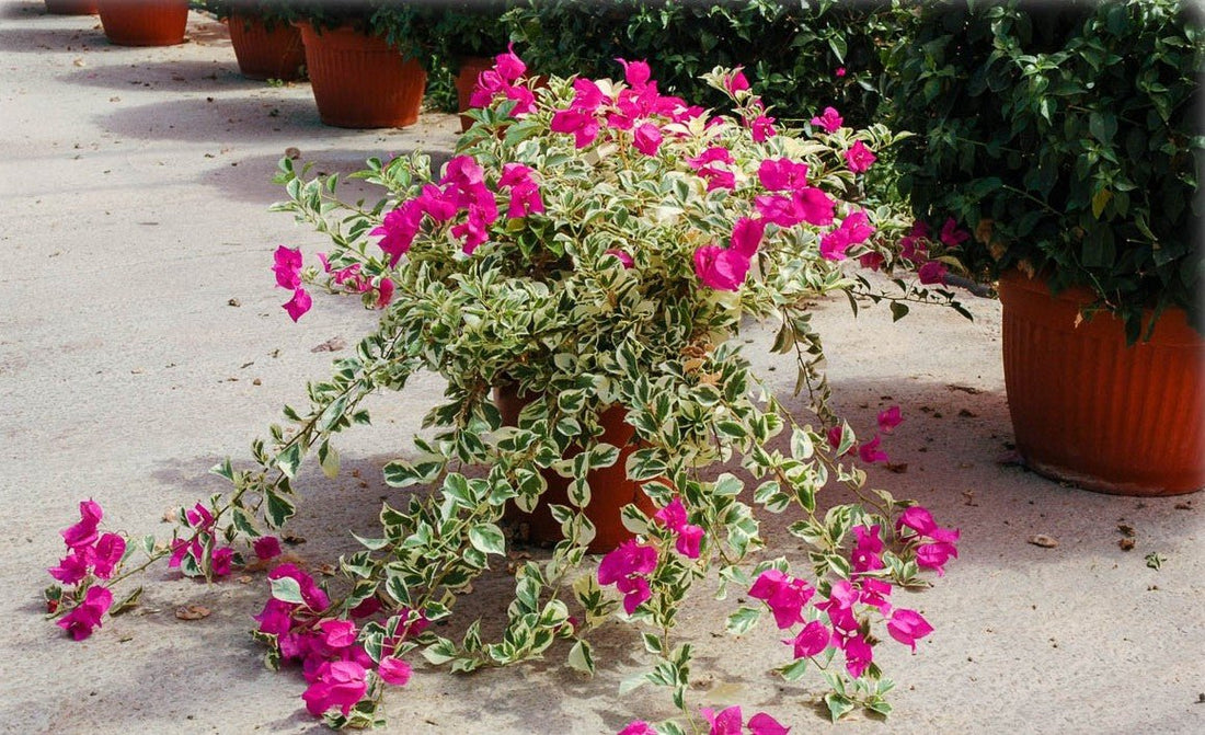 Bougainvillea Vera Variegated (Bougainvillea glabra) - Ladybird Nursery