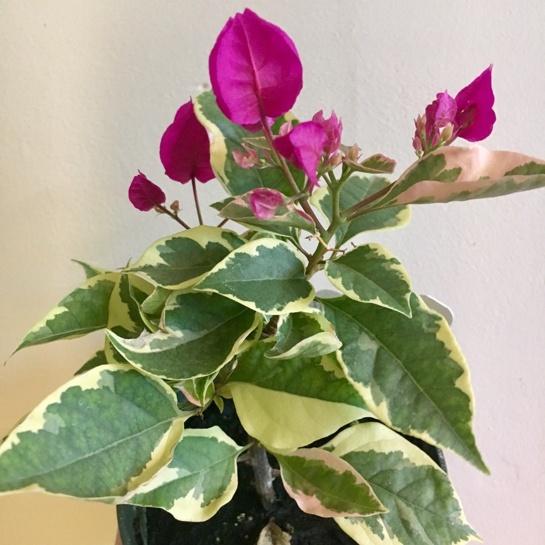 Bougainvillea Vera Variegated (Bougainvillea glabra) - Ladybird Nursery