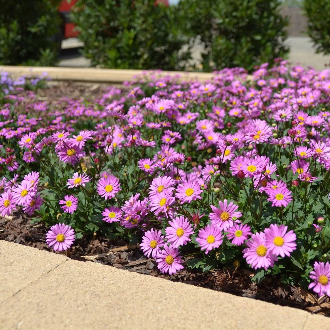 Swan River Daisy 'Pacific Reef' (Brachyscome) - Ladybird Nursery