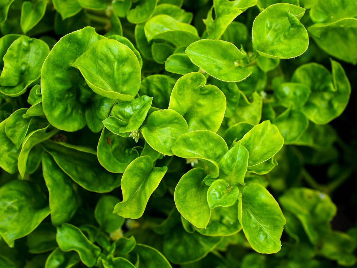 Brazilian Spinach - Ladybird Nursery