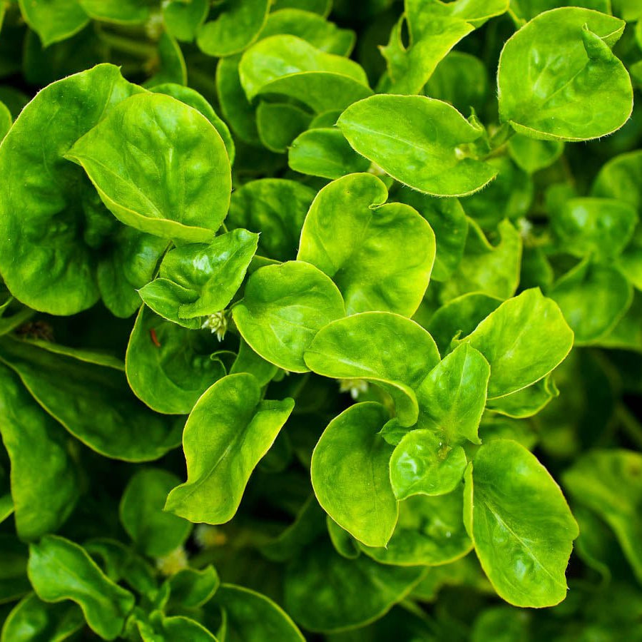 Brazilian Spinach - Ladybird Nursery