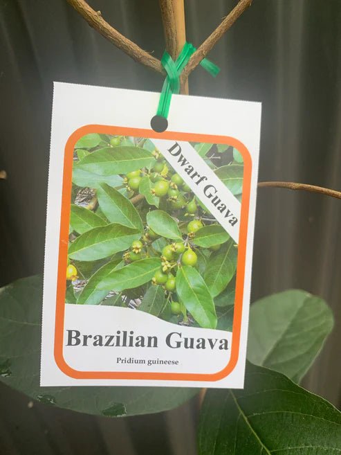 Dwarf Brazilian Guava - Ladybird Nursery
