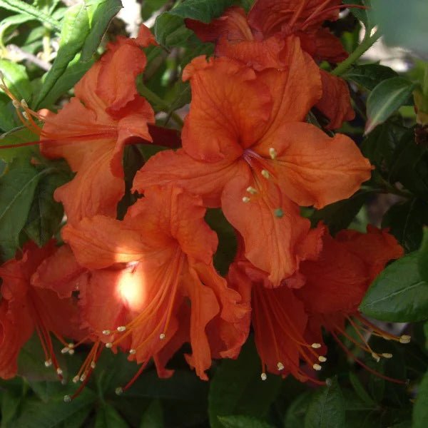 Azalea Mollis Brazil - Ladybird Nursery