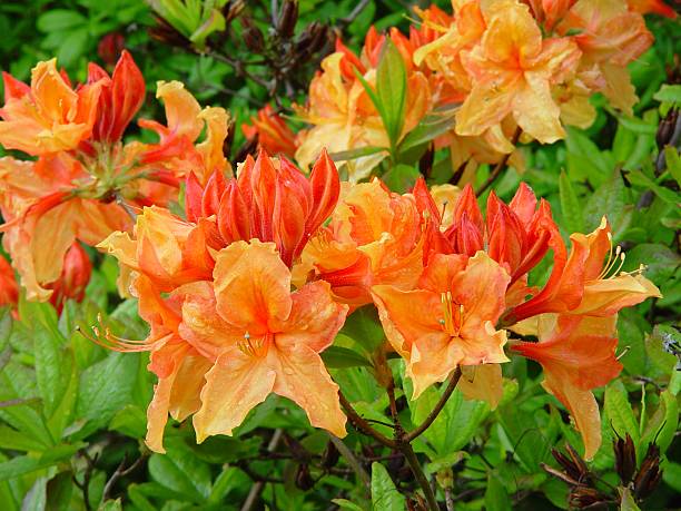 Azalea Mollis Brazil - Ladybird Nursery