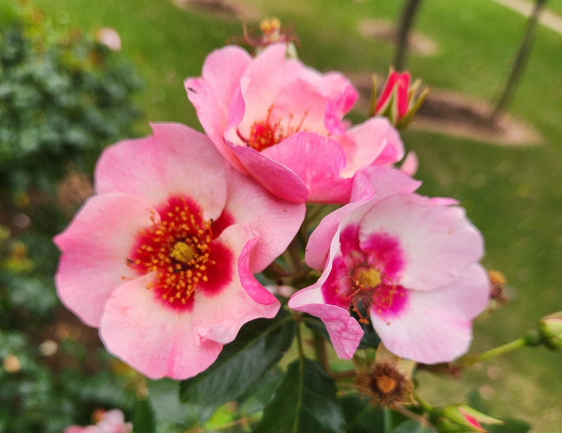 Rose 'Bright As A Button' (Bareroot) - Ladybird Nursery