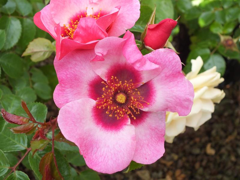 Rose 'Bright As A Button' (Bareroot)