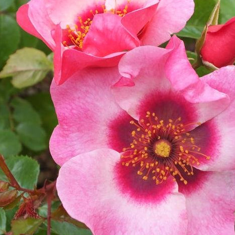 Rose 'Bright As A Button' (Bareroot) - Ladybird Nursery