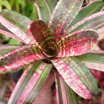 Bromeliad (Neoregelia Mixed) - Ladybird Nursery