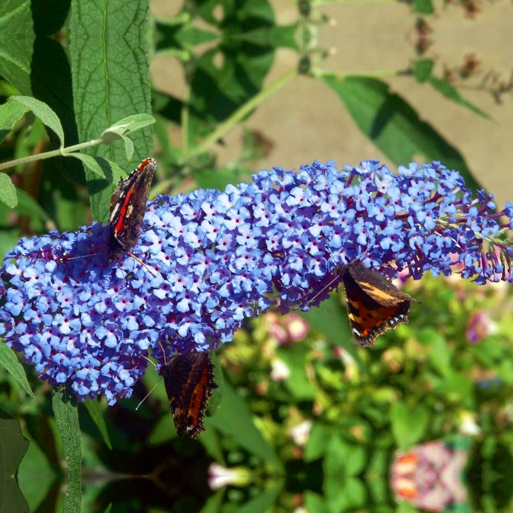 Butterfly Bush 'Sky Blue' (Buddleja davidii)