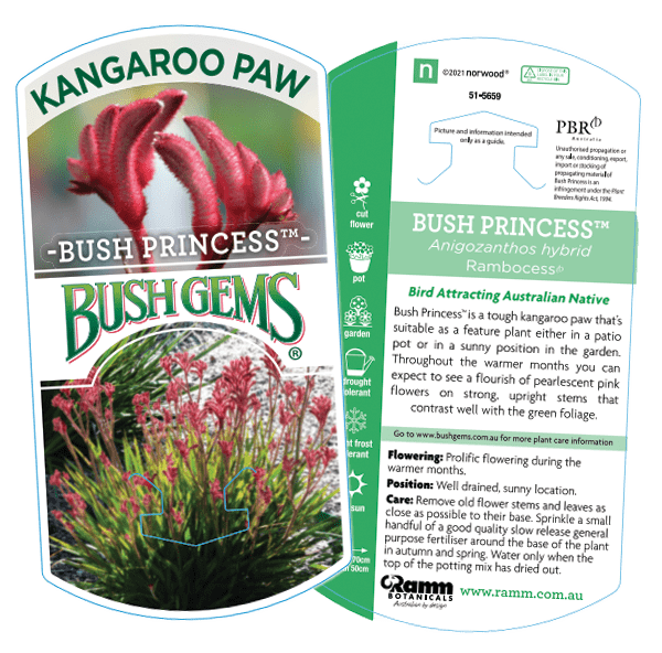 Kangaroo Paw 'Bush Princess' (Anigozanthos) - Ladybird Nursery