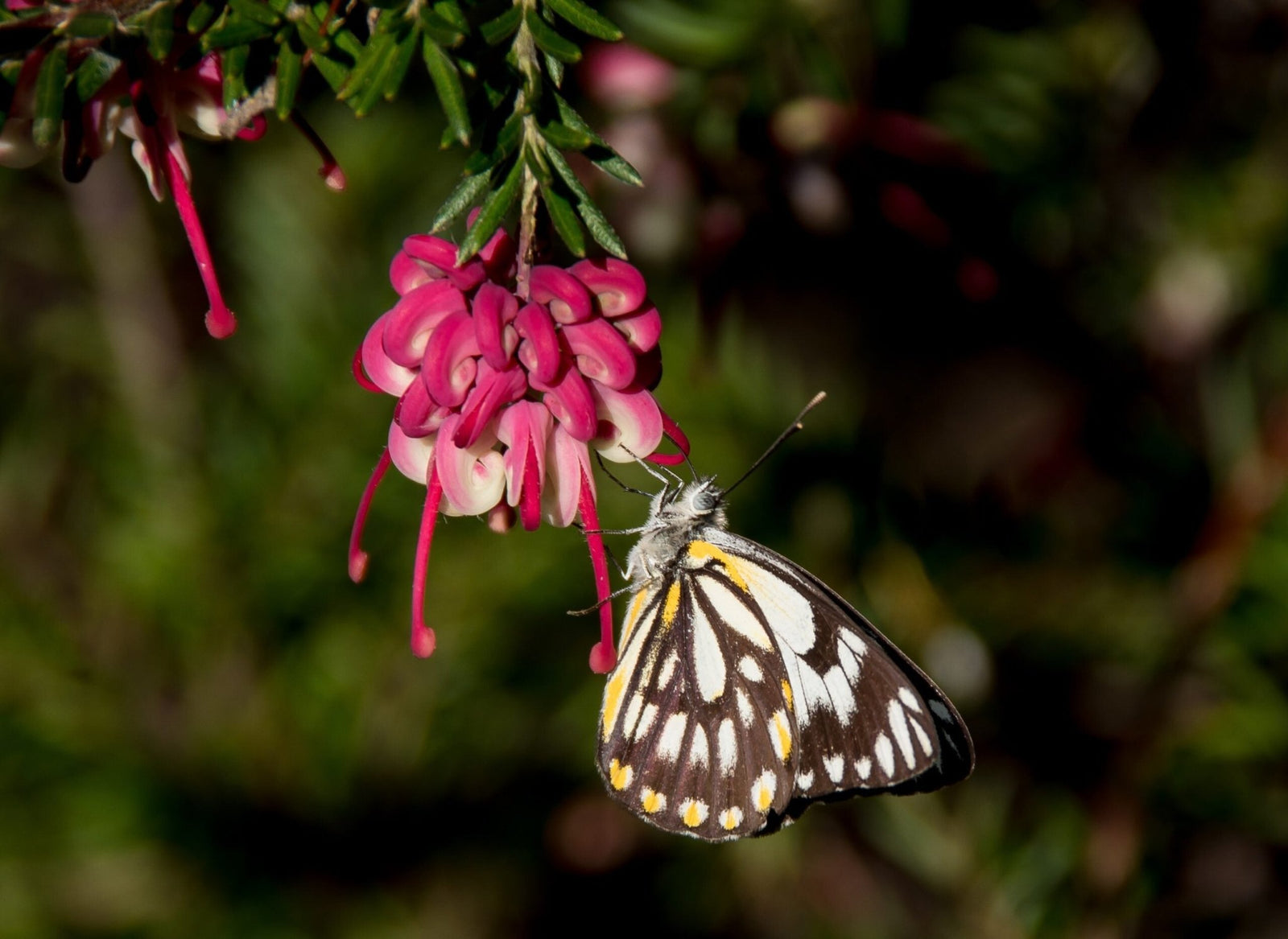 Grevillea Lilliane - Ladybird Nursery