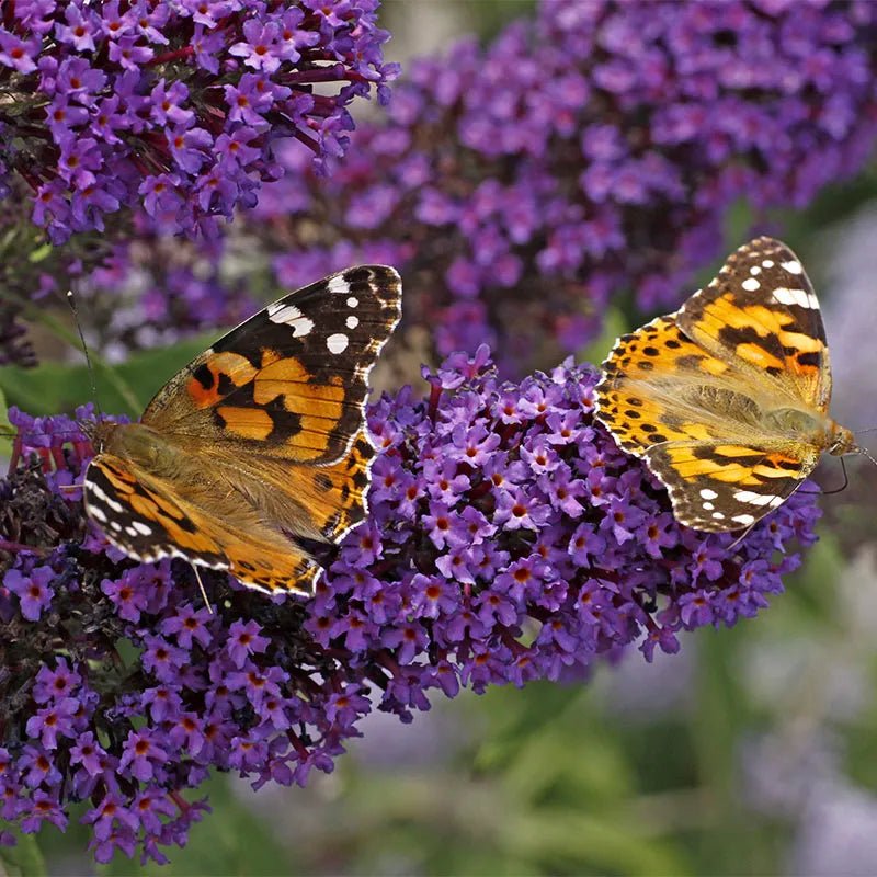 Butterfly Bush (Buddleja Buzz) - Ladybird Nursery