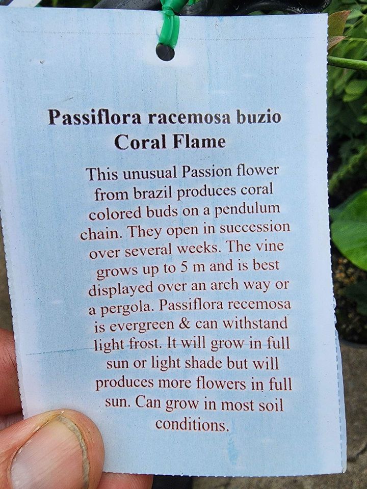 Coral Flame Passion Flower Vine - Ladybird Nursery