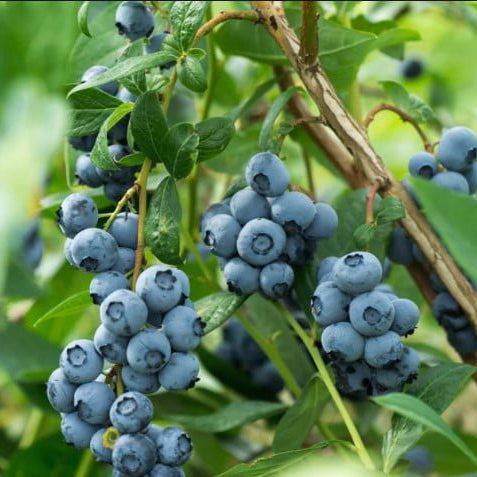 OB1 Blueberry fruit plant - Ladybird Nursery