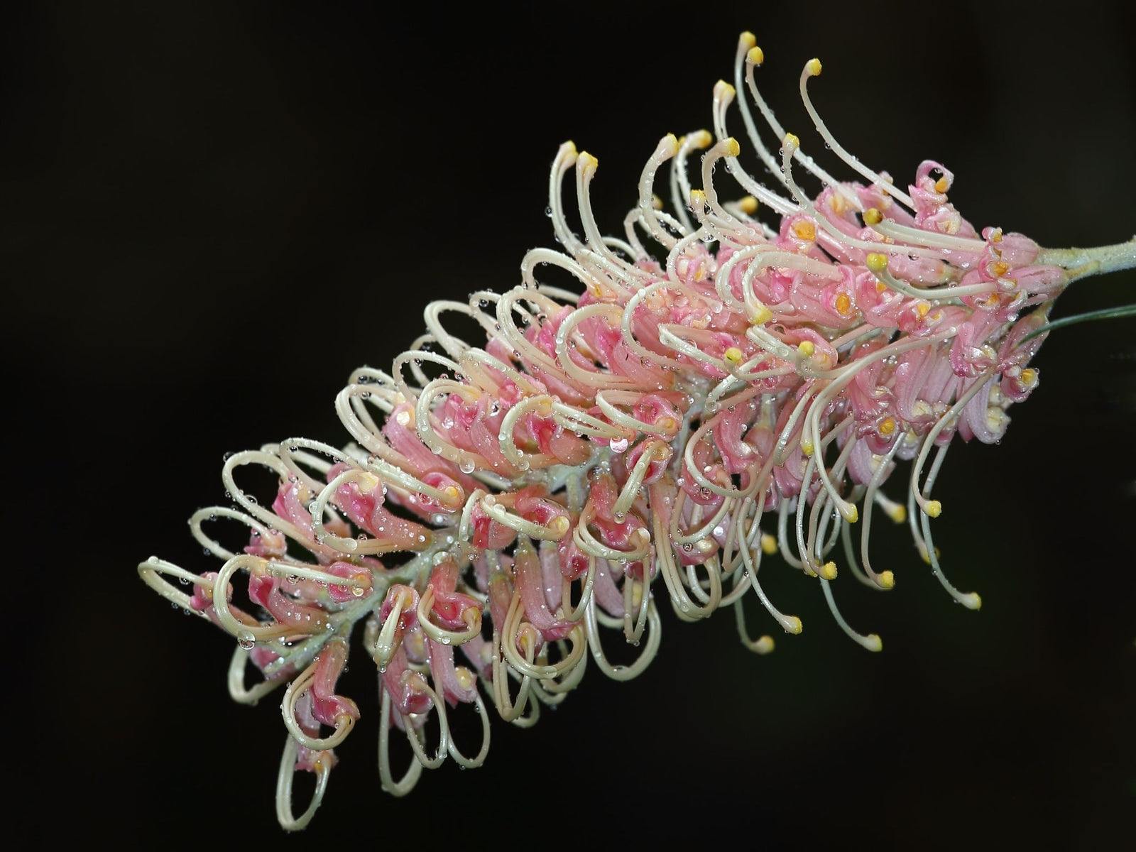 Grevillea Misty Pink - Ladybird Nursery