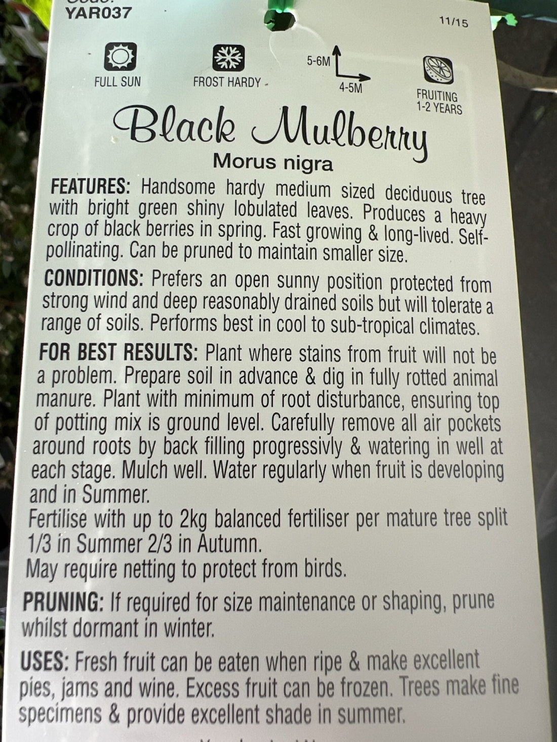 Mulberry 'Black' - Large - Ladybird Nursery