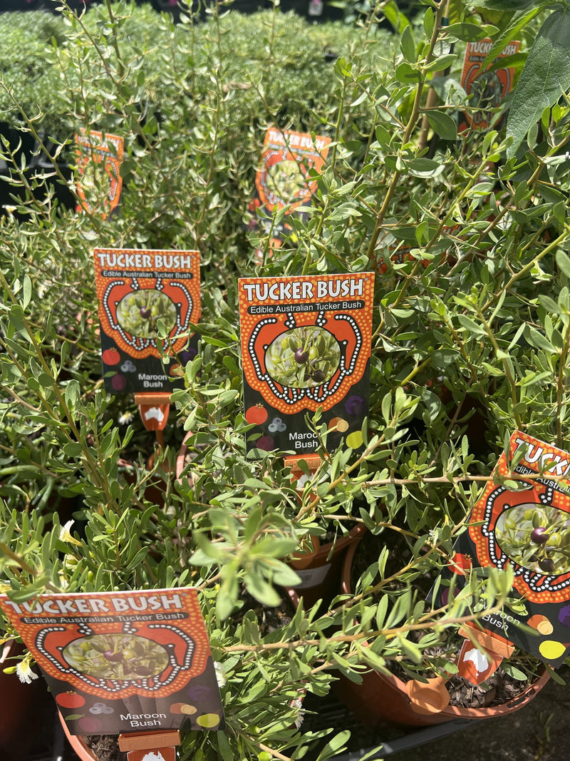 Tucker bush Maroon Bush (Scaevola spinescens)