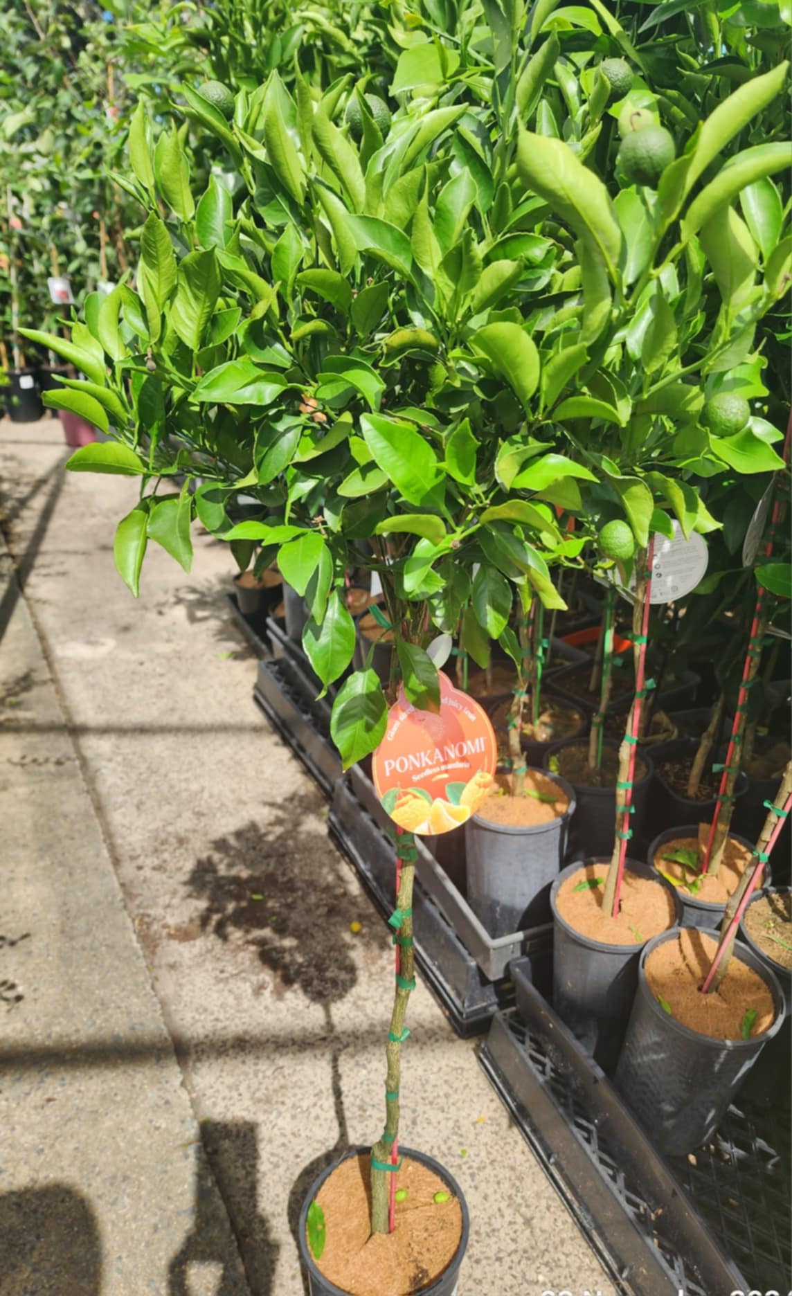 Ponkanomi GIANT Seedless Mandarin (QLD Only)