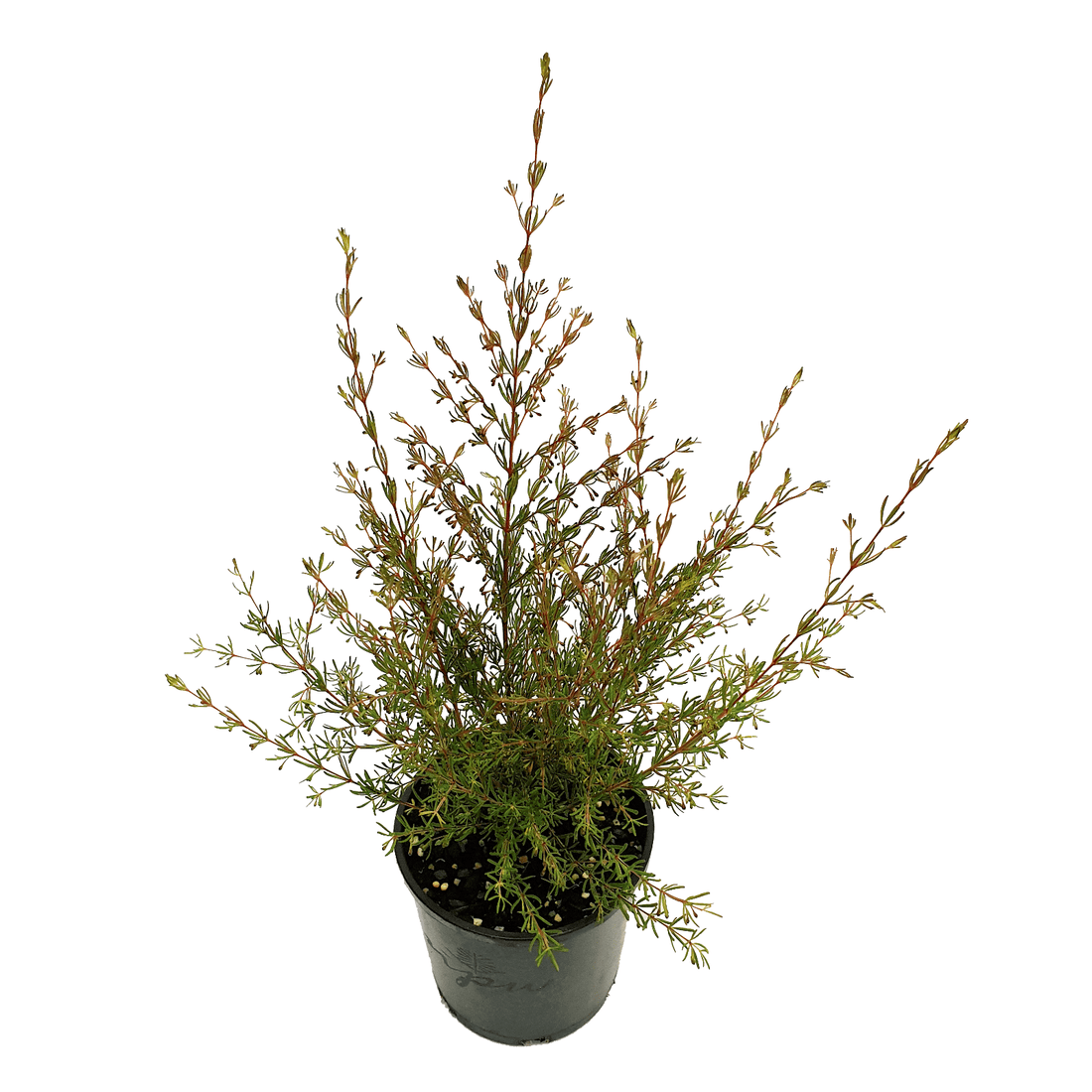 Brown Boronia Heaven Scent (Boronia megastigma) - Ladybird Nursery