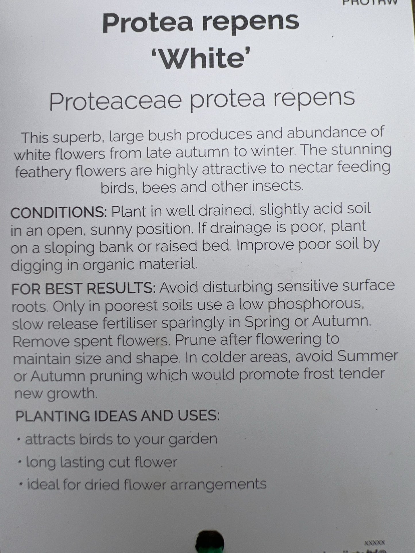 Protea White Repens 300mm PICK UP ONLY