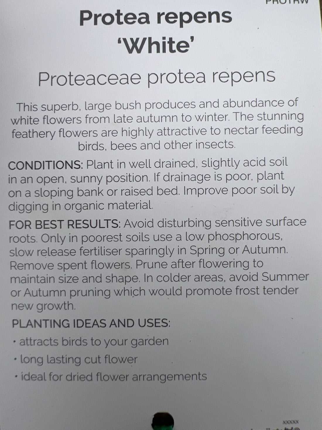 Protea White Repens 300mm PICK UP ONLY - Ladybird Nursery