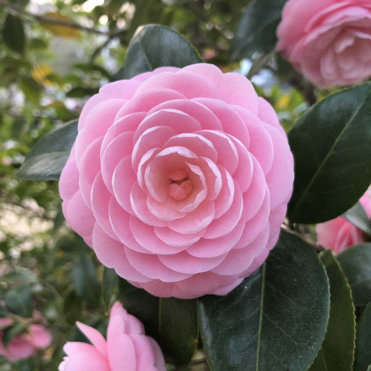 Camellia 'Hari Withers' - Ladybird Nursery